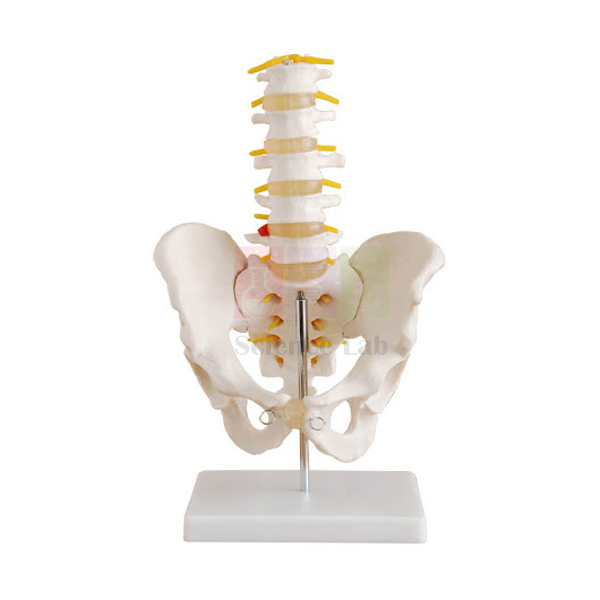 Human Pelvis Structural Model With 5 Pcs Lumbar Vertebraes